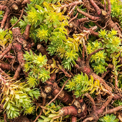 Black Pepper Extract